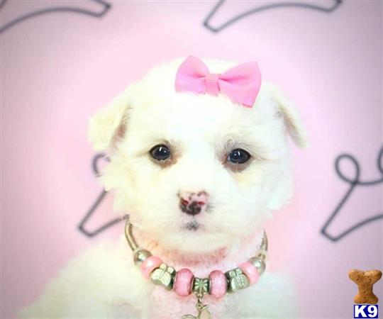 lvpuppyheaven Picture 3